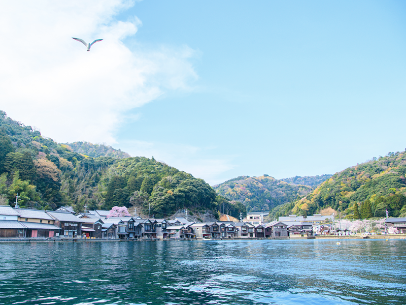 海蔵寺 舟屋と一本桜